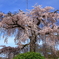 円山公園