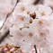 桜５