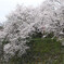 郡山城のさくら