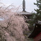 醍醐寺にて