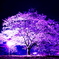 a fictitious cherry blossoms