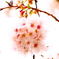 咲く