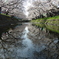 二つの桜
