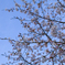 SAKURA 1