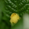 恥ずかしがり屋のお花