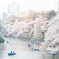 千鳥ヶ淵遠景