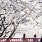 桜坂