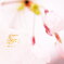 桜をポップに
