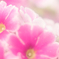 春のかほり