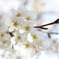 野毛山公園の桜