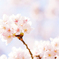 桜のとき、