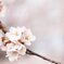 桜の簪