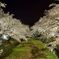 夜桜