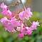 美味しそうな桜