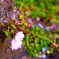 Life of the cherry