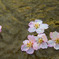 Cherry Blossoms..In water