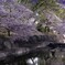 夙川夜桜１