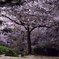 夙川夜桜２