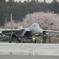 桜とF15