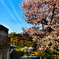 「桜」 調布市