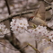 桜と雀Ⅰ