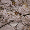 桜と雀II
