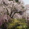 身延山久遠寺のしだれ桜