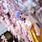 桜001