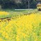 菜の花をゆく