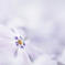 淡～優しさに包まれて～