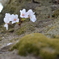 苔むして
