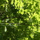 verdure2010
