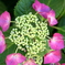 verdure2010_2