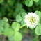 verdure2010_3