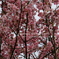 earlyspring2010
