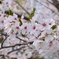 さくら