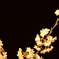 夜桜