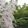 しだれ桜舞い散る