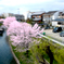 車窓桜