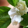 gardener_2