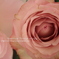 rosewithpeony