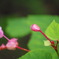 蕾