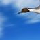 Fly Away