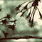 蘂桜２
