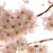 透かし桜
