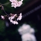 可憐咲き