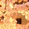 春爛漫