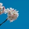 桜と空