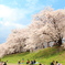 淀川河川公園背割堤の桜