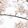 花見